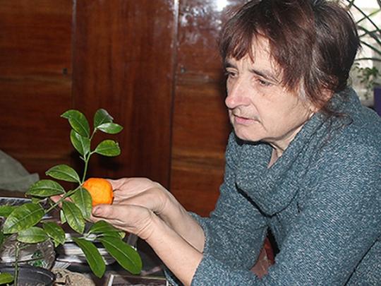 Любовь Шпигоцкая: Экзотические фрукты, выращенные на подоконнике, намного вкуснее привозных