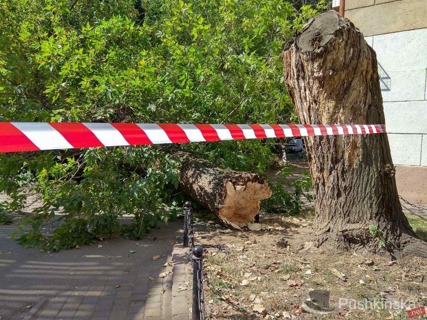 На Сегедской упал большой клён и перекрыл дорогу. Фото