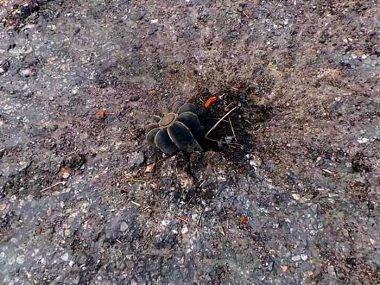 Оккупанты вдвое уменьшили количество обстрелов на Донбассе
