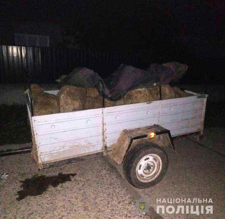 Водитель «ВАЗа» угнал стадо овец в Одесской области