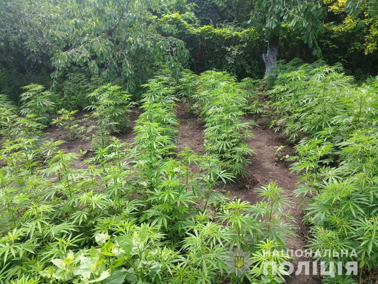 Жителя Одесской области поймали на выращивании конопли. Фото
