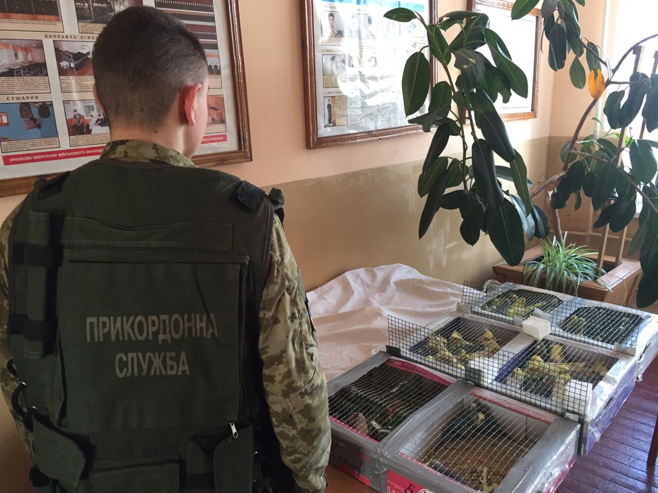 150 попугаев: на границе задержали оригинального контрабандиста (фото, видео)