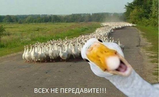 Хиты сети. Лучшие мемы 2015 годаСюжет