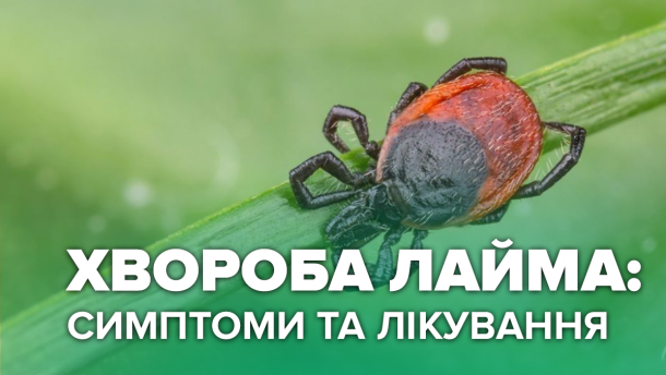 Хвороба Лайма: симптоми та лікування небезпечної інфекції