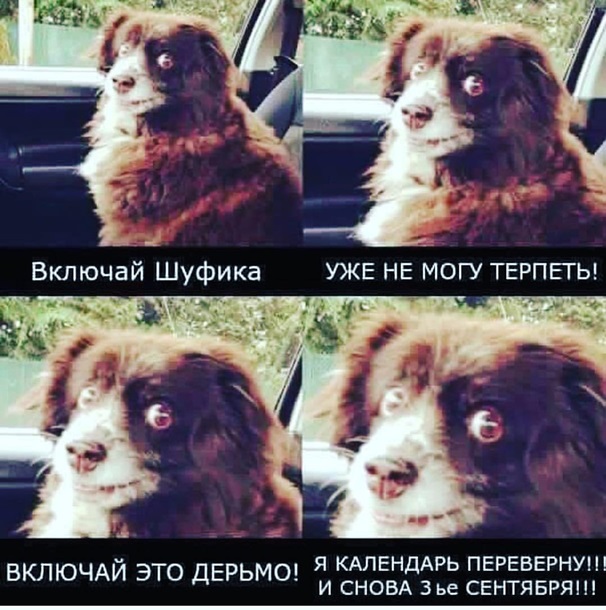 И снова 3 сентября. Мемы на песню ШуфутинскогоСюжет