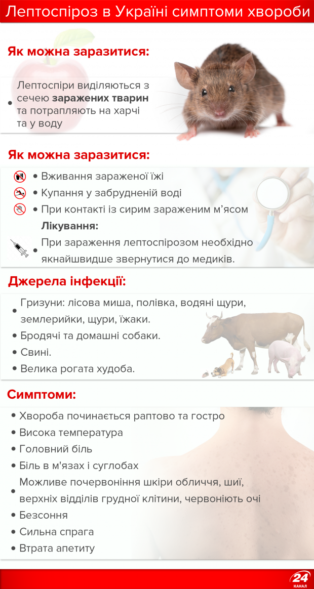 Лептоспироз: симптомы, лечение и профилактика