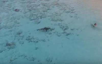 Мальчик на Багамах чудом спасся от четырех акул