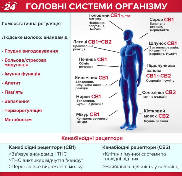 Медицинский каннабис: как и что лечит конопля в мире