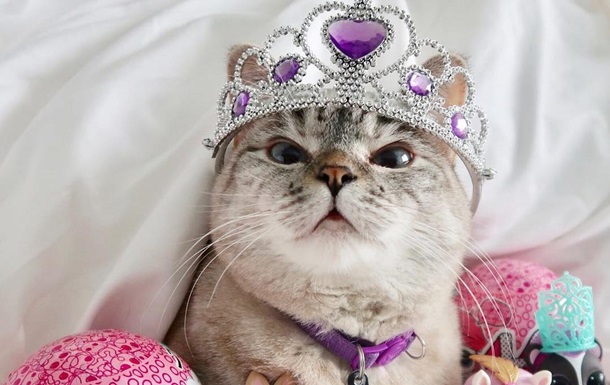 Найден самый популярный кот в Instagram