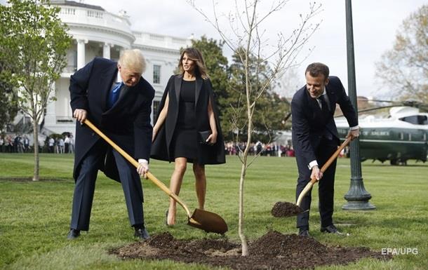 Погиб посаженный Макроном и Трампом дуб