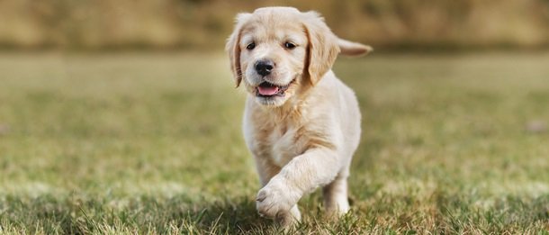 Royal Canin для щенков крупных, средних и мелких пород. Отзывы экспертовРеклама