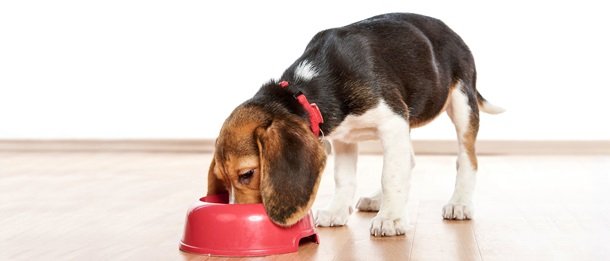 Royal Canin для щенков крупных, средних и мелких пород. Отзывы экспертовРеклама