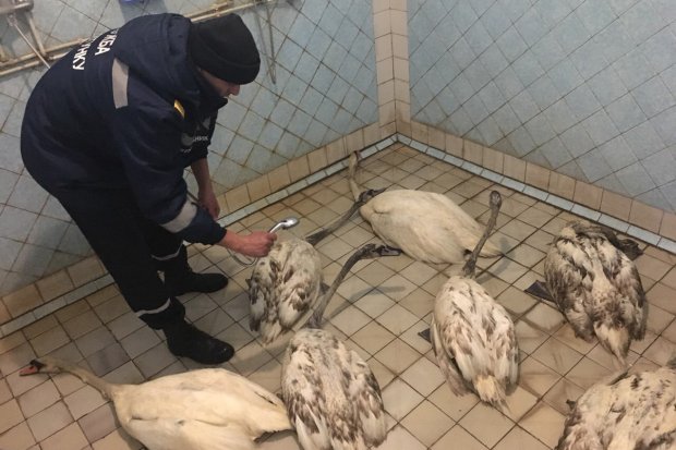 Спасение в новогоднюю ночь: спасатели вытащили лебедей, попавших в нефтяную ловушку