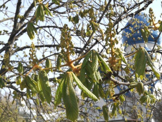Тепло и солнечно: синоптик рассказала о погоде в Украине после выборов