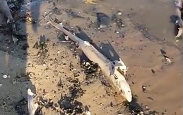 В Британии на пляж вынесло сотню мертвых акул