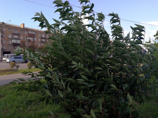 В Киеве объявлено штормовое предупреждение: жителям столицы рассказали, чего опасаться