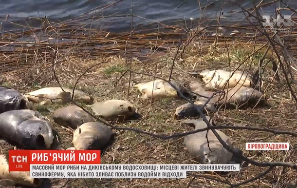 В Кировоградской области из-за свиней массово гибнет рыба - СМИ