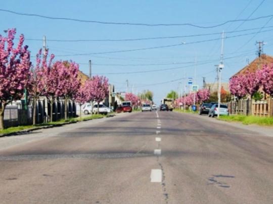 В Закарпатье расцвела аллея сакур