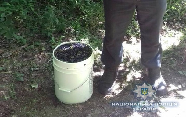 В зоне ЧАЭС задержан мужчина с 12 кг черники