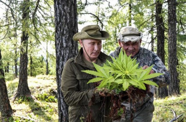 Збирав марихуану: соцмережі глузують з вікенду Путіна