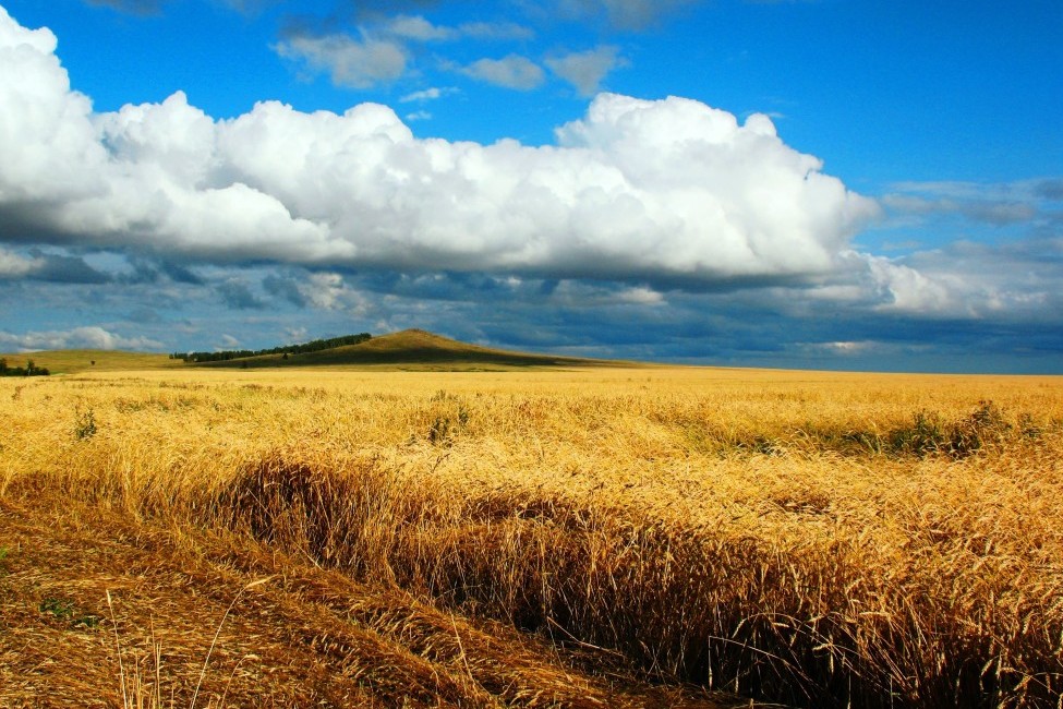 Фотоконкурс, закриття кінотеатру та реабілітація лелеки: інфодайджест за вівторок