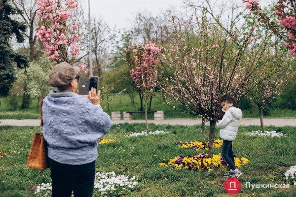 Место для красивых фото: в парке Победы в Одессе зацвела сакура. Фото