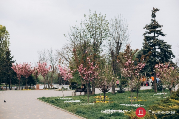 Место для красивых фото: в парке Победы в Одессе зацвела сакура. Фото