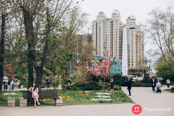 Место для красивых фото: в парке Победы в Одессе зацвела сакура. Фото