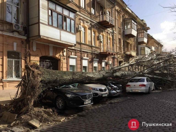 В центре Одессы хотят спилить более 100 деревьев: в мэрии говорят, что они сухие и аварийные