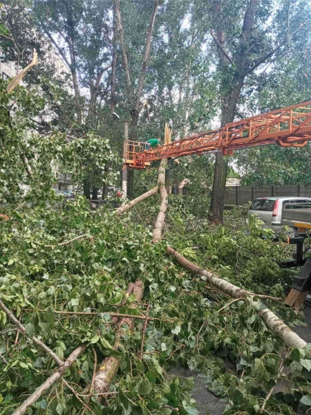 Непогода в Одессе повалила 61 дерево: половину уже убрали. Фото
