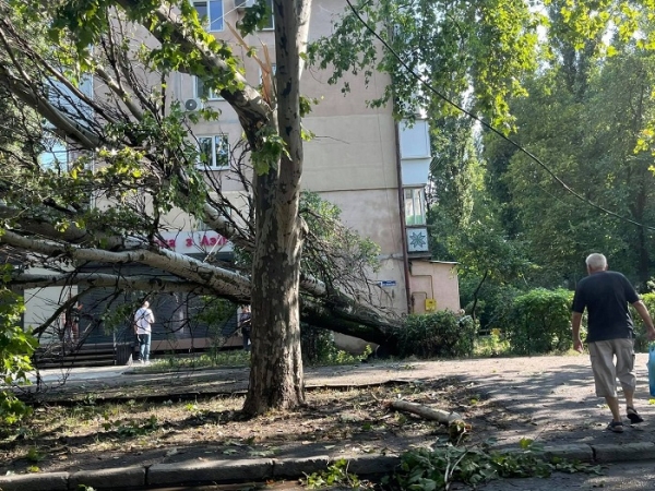 В Одессе упали более 60 деревьев, некоторые — на автомобили