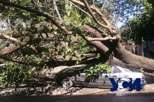 На Черемушках рухнула старая шелковица: она раздавила припаркованные авто
