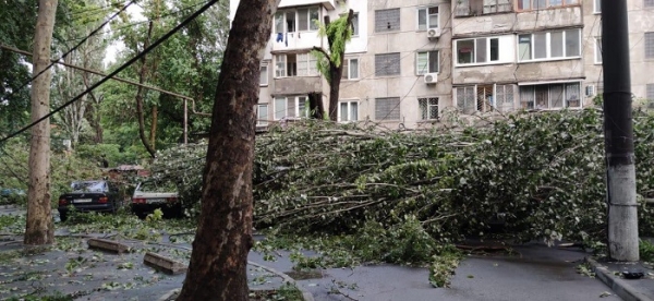В Одессе упали более 60 деревьев, некоторые — на автомобили