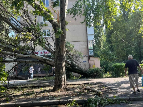 Непогода в Одессе повалила 61 дерево: половину уже убрали. Фото