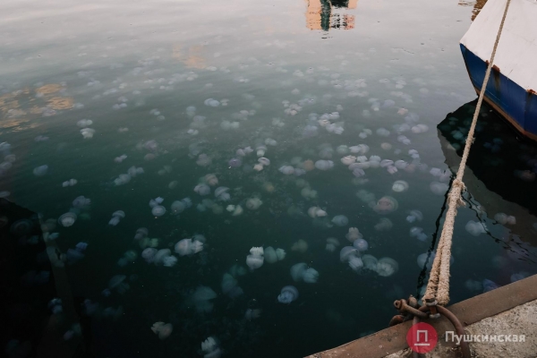 Полчища медуз и нежный закат: фоторепортаж с одесского морвокзала