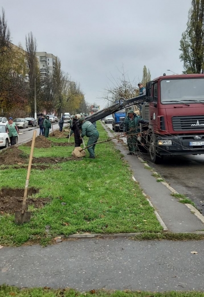 Трухановские посадки: в Одессе стало ещё на 50 акаций больше 