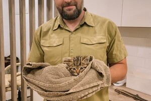 В Одессе спасают лесных котят, мама которых умерла после российского обстрела 