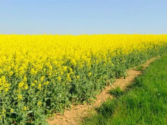 Переробники тягнуть через Раду 10% мита на експорт сої та ріпаку, бо не готові платити конкурентну ціну — ВАР